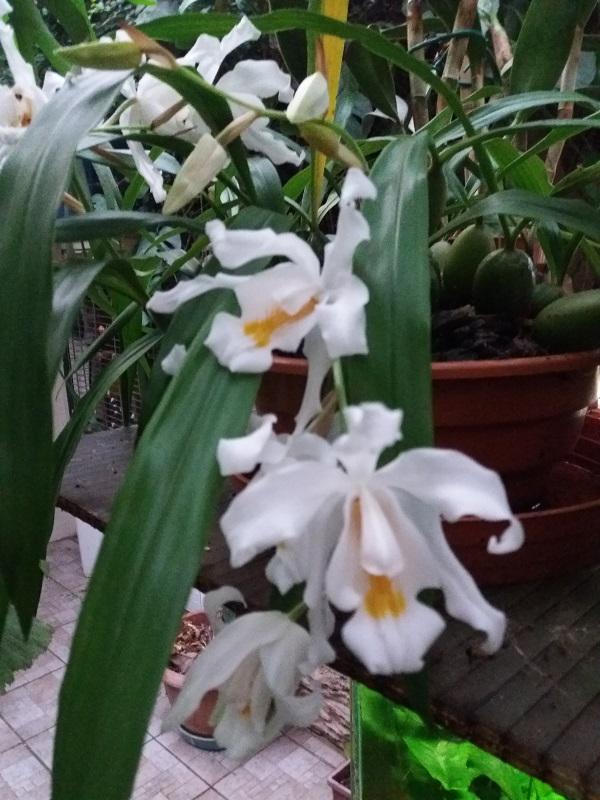Orchidea