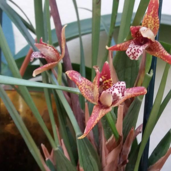 Orchidea 2